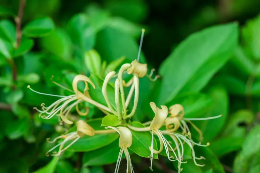 清热解毒金银花,夏天养生少不了它(图1) 图片