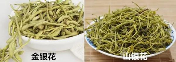 清热解毒金银花,夏天养生少不了它(图7) 图片