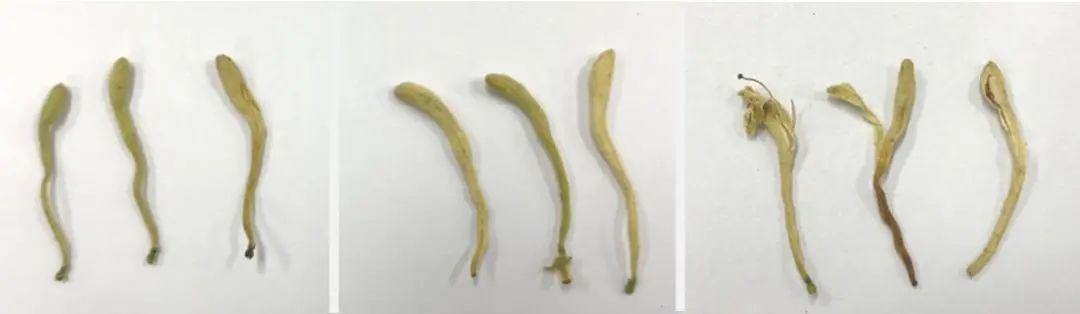 清热解毒金银花,夏天养生少不了它(图3) 图片